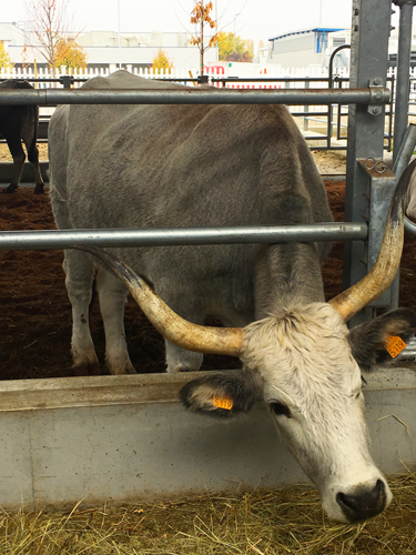 Cow grazing at FICO Eataly World in Bologna